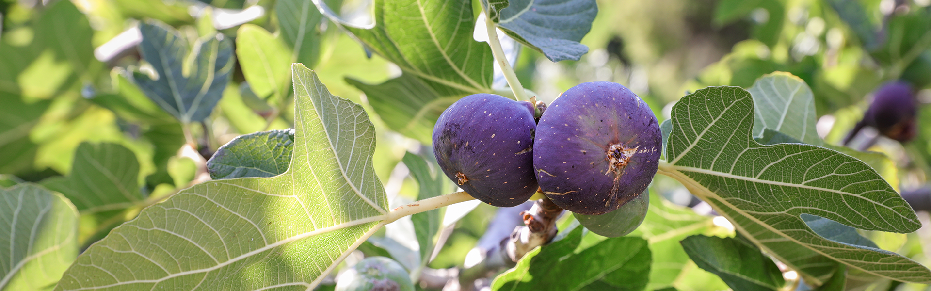 Mood Figs