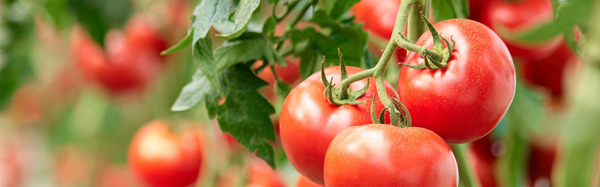 Mood tomatoes